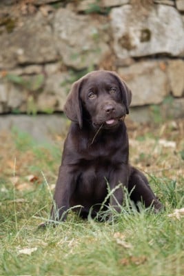 Les chiots de Labrador Retriever
