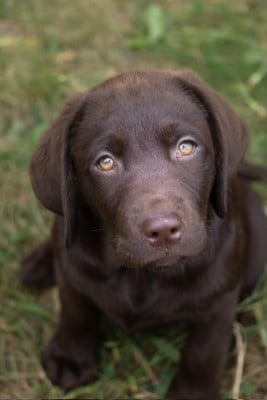 Les chiots de Labrador Retriever