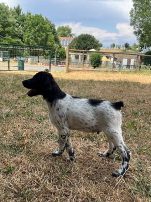 Les chiots de Epagneul Breton