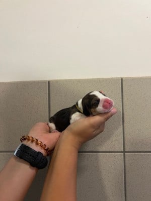 Les chiots de Beagle