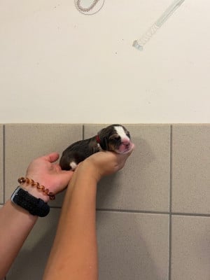 Les chiots de Beagle