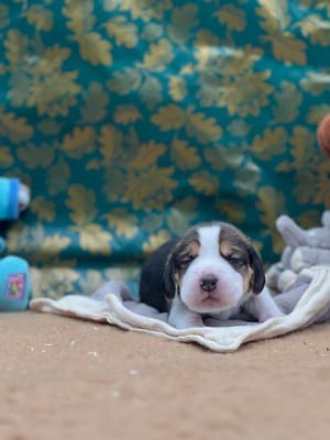 Les chiots de Beagle