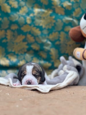 Les chiots de Beagle