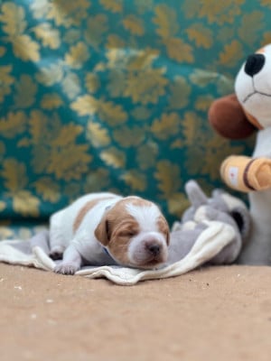 Les chiots de Epagneul Breton