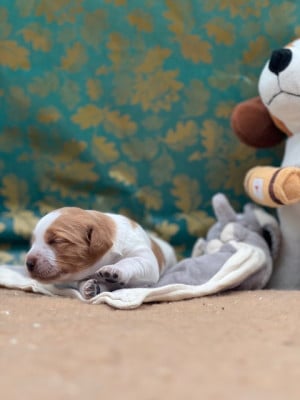 Les chiots de Epagneul Breton