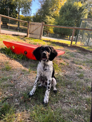 Les chiots de Epagneul Breton