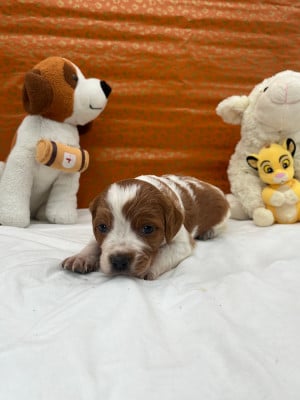 Les chiots de Epagneul Breton