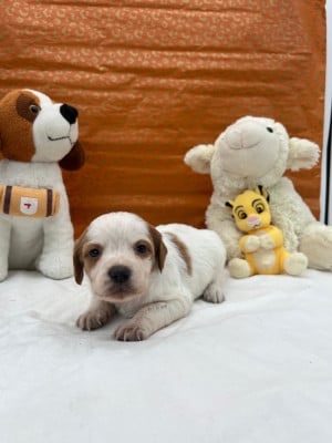 Les chiots de Epagneul Breton