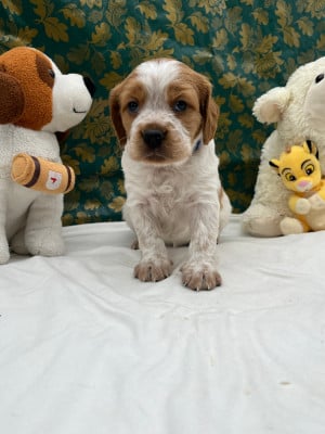 Les chiots de Epagneul Breton