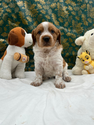 Les chiots de Epagneul Breton