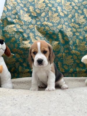 Les chiots de Beagle