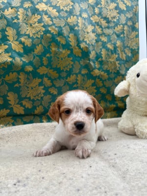Les chiots de Epagneul Breton
