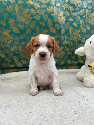 Les chiots de Epagneul Breton