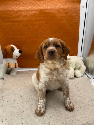 Les chiots de Epagneul Breton