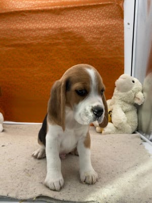 Les chiots de Beagle