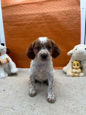 Les chiots de Epagneul Breton