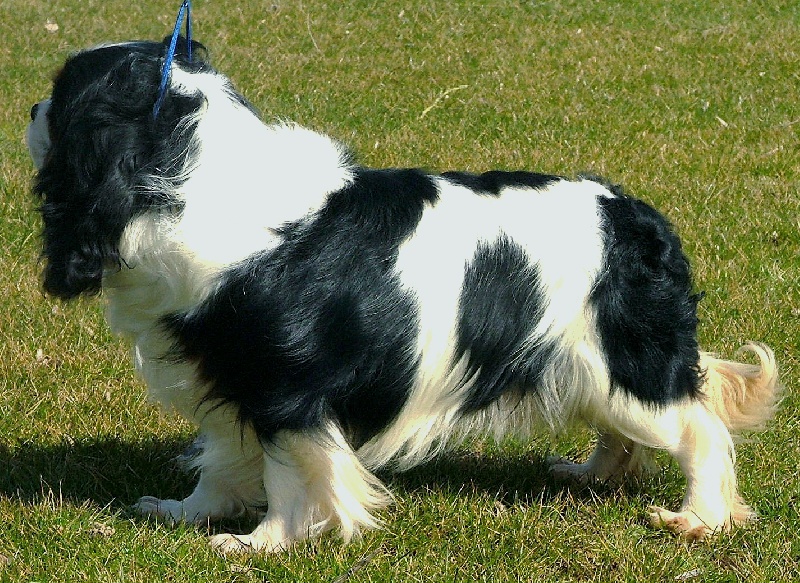 Barbe à papa dit sugar de l'Angelarde