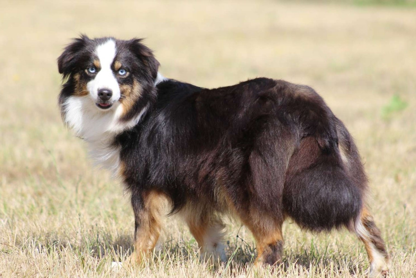 Ushuaia de l'Angelarde