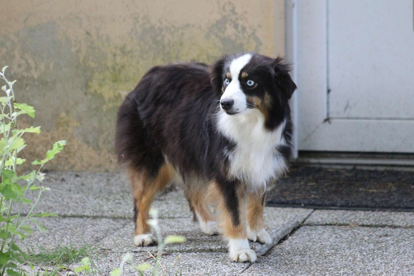 Ushuaia de l'Angelarde