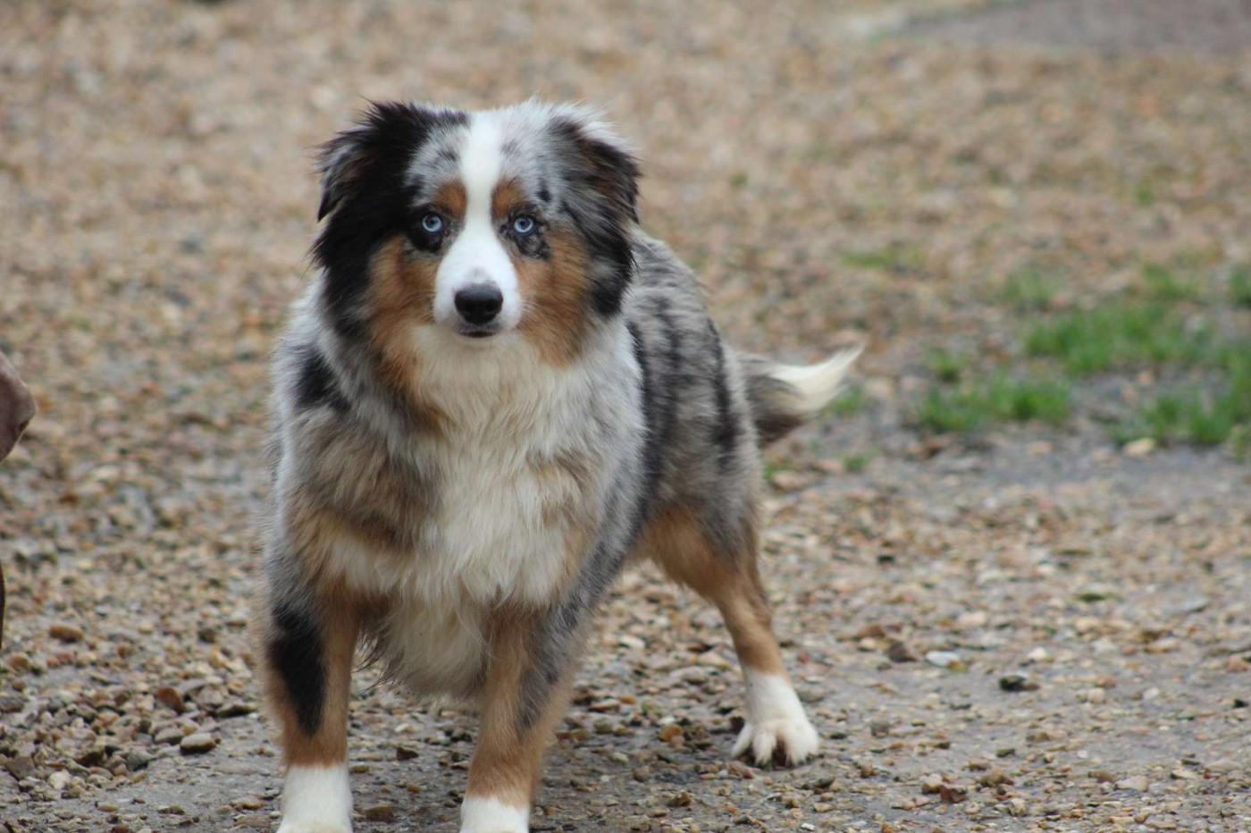 Top of the pops de l'Angelarde