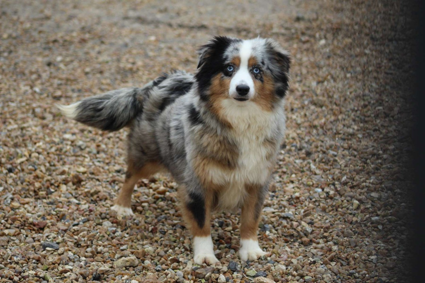 Top of the pops de l'Angelarde