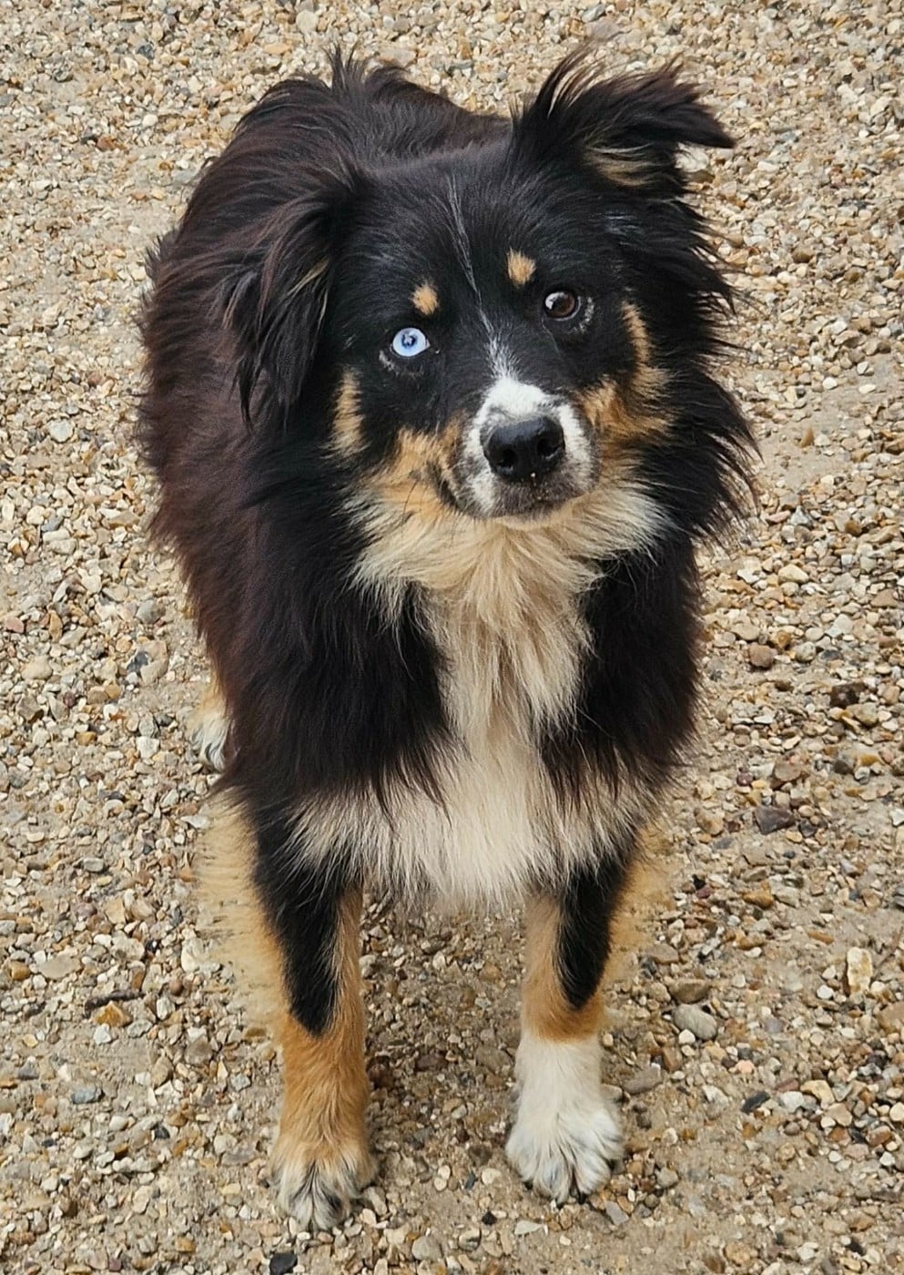 Under Pressure de l'Angelarde