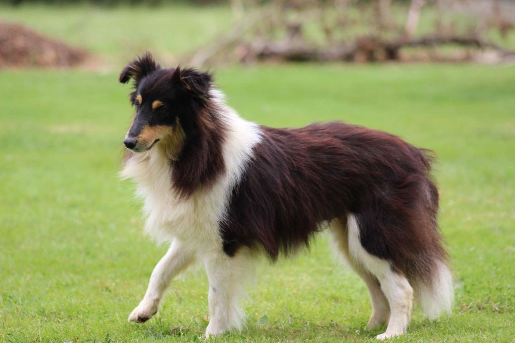 Publication : de l'Angelarde