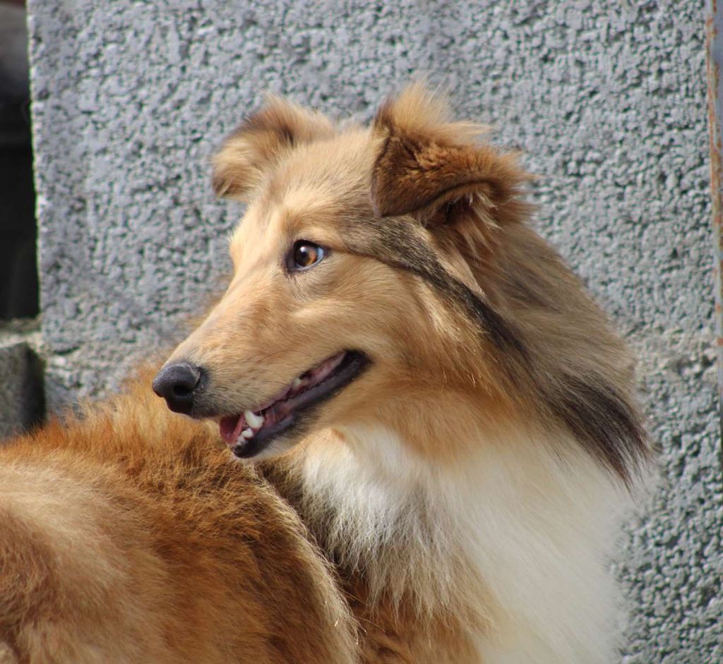 Publication : de l'Angelarde