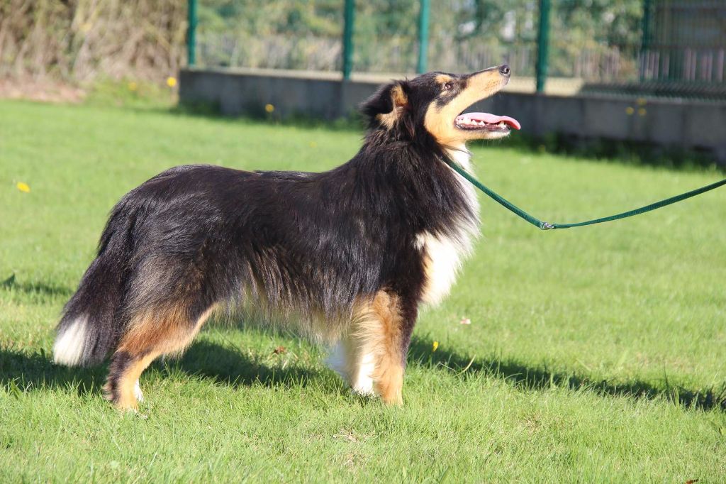 Publication : de l'Angelarde