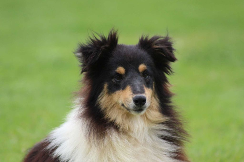 Publication : de l'Angelarde