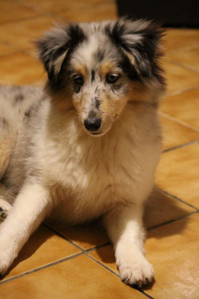 Publication : de l'Angelarde