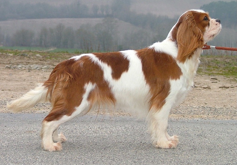 Allée de gourmandises de l'Angelarde