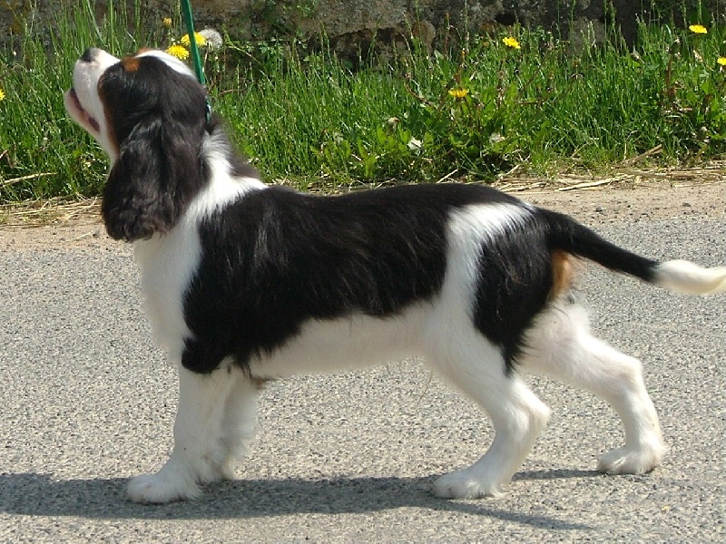 Publication : De la geode Auteur : Des Joyaux D'Alésia