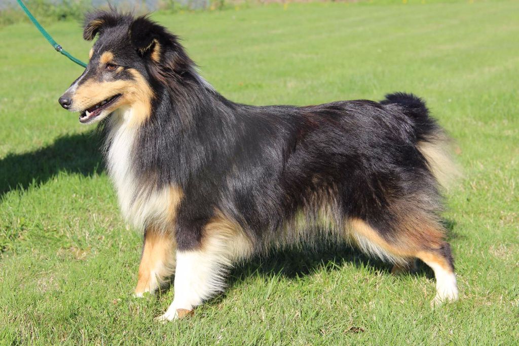 Publication : de l'Angelarde