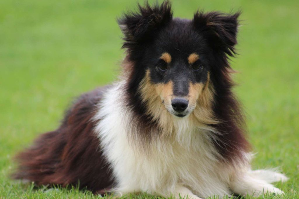 Publication : de l'Angelarde