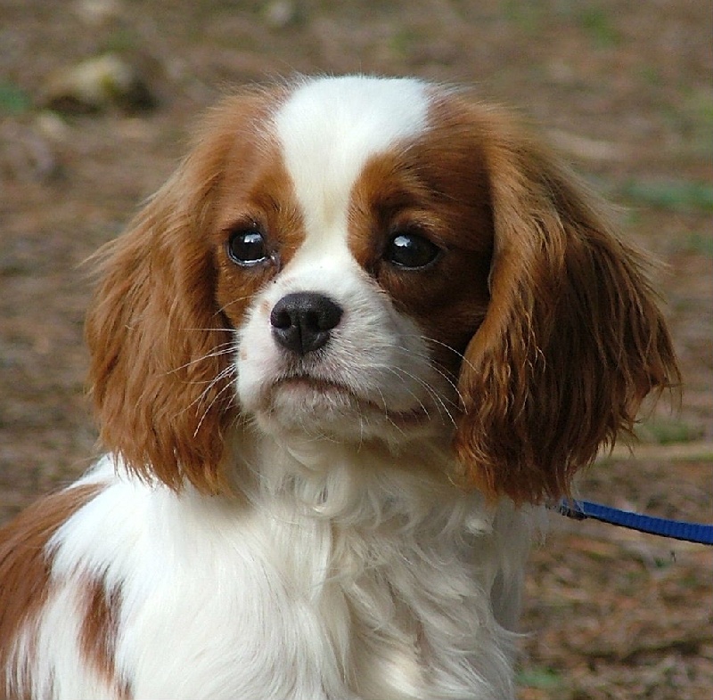 Bewitched-a-lys de l'Angelarde