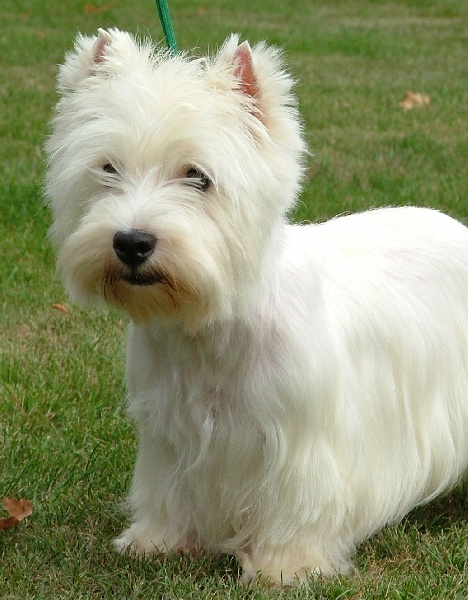 Publication : de l'Angelarde