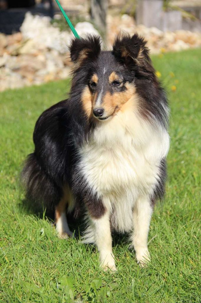 Publication : de l'Angelarde