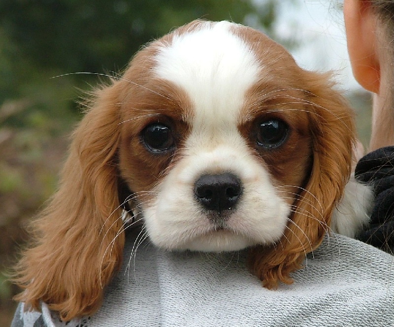 Evergreen de l'Angelarde