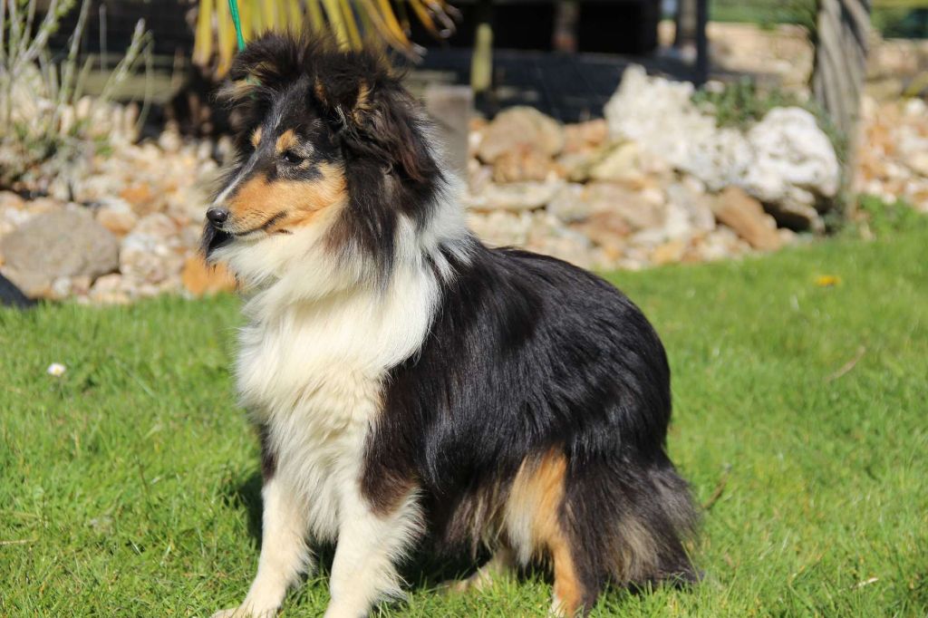 Publication : de l'Angelarde