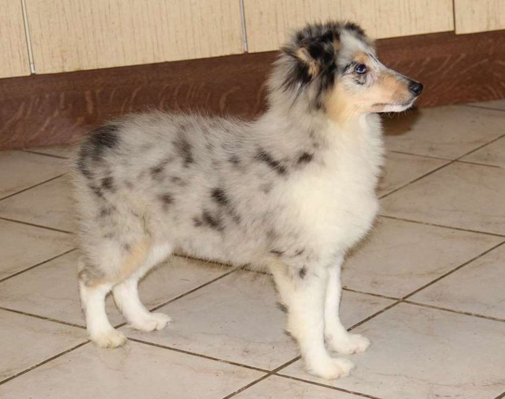 Publication : de l'Angelarde