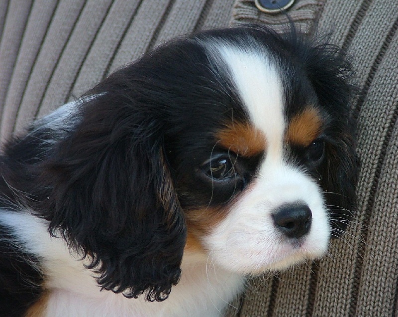 Publication : De la geode Auteur : Des Joyaux D'Alésia