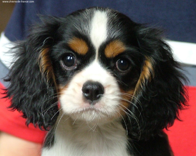 Publication : de l'Angelarde