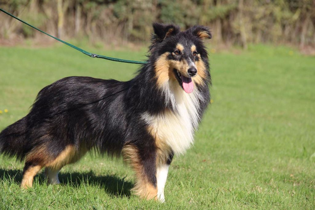 Publication : de l'Angelarde