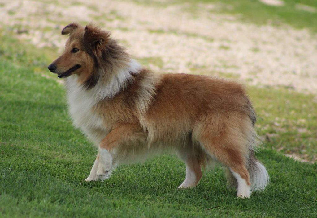 Publication : de l'Angelarde