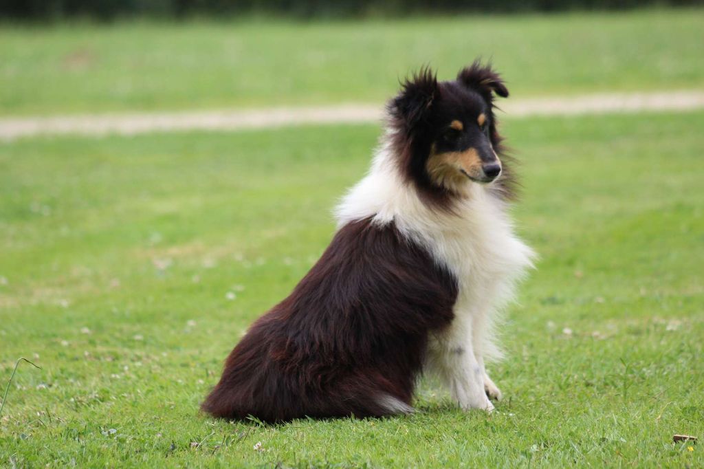 Publication : de l'Angelarde