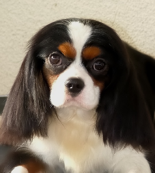 Publication : De la geode Auteur : Des Joyaux D'Alésia