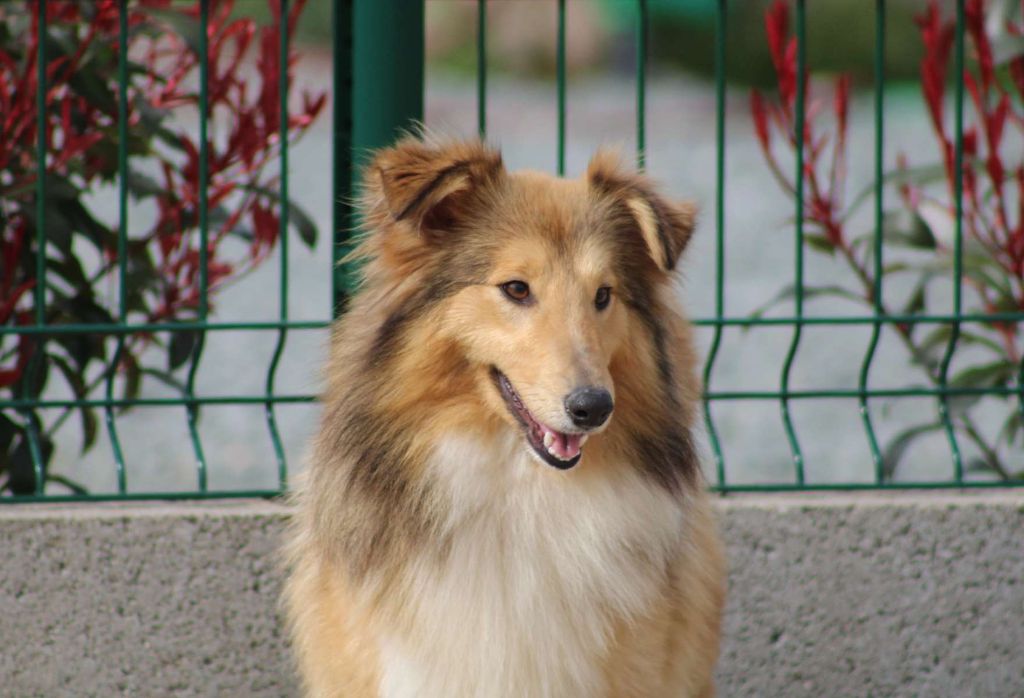 Publication : de l'Angelarde