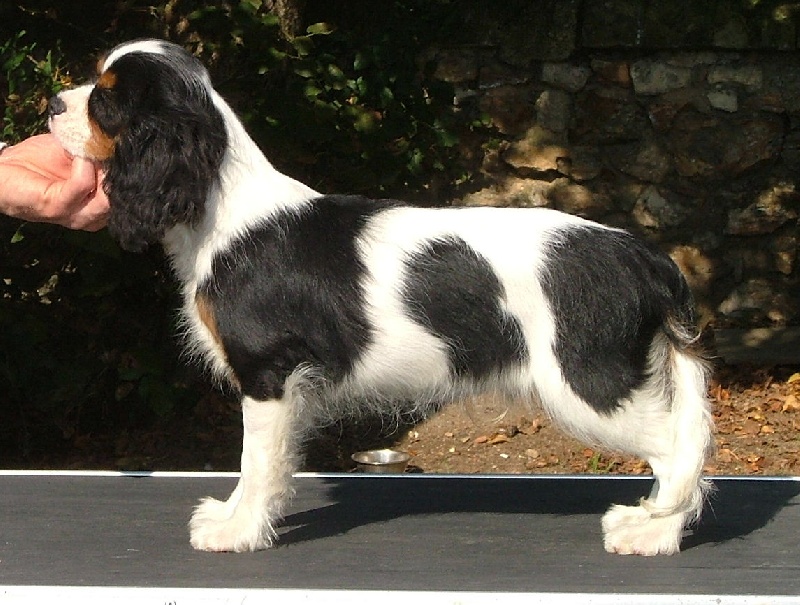 Barbe à papa dit sugar de l'Angelarde