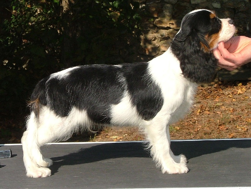 Barbe à papa dit sugar de l'Angelarde